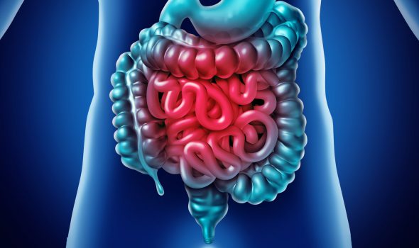 Intestine Pain and gastrointestnal digestion inflammation problem as digestion discomfort or constipation and infection as a3D illustration.